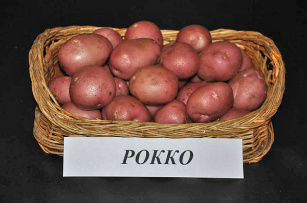 В каком уходе нуждается сорт картофеля Рокко, чтобы получить богатый урожай